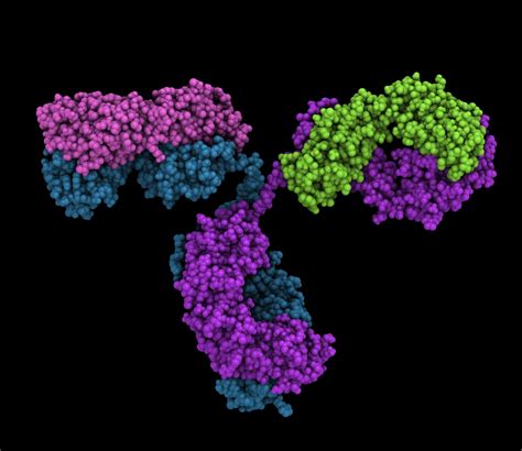 pan-flavivirus antibody clone 4g2